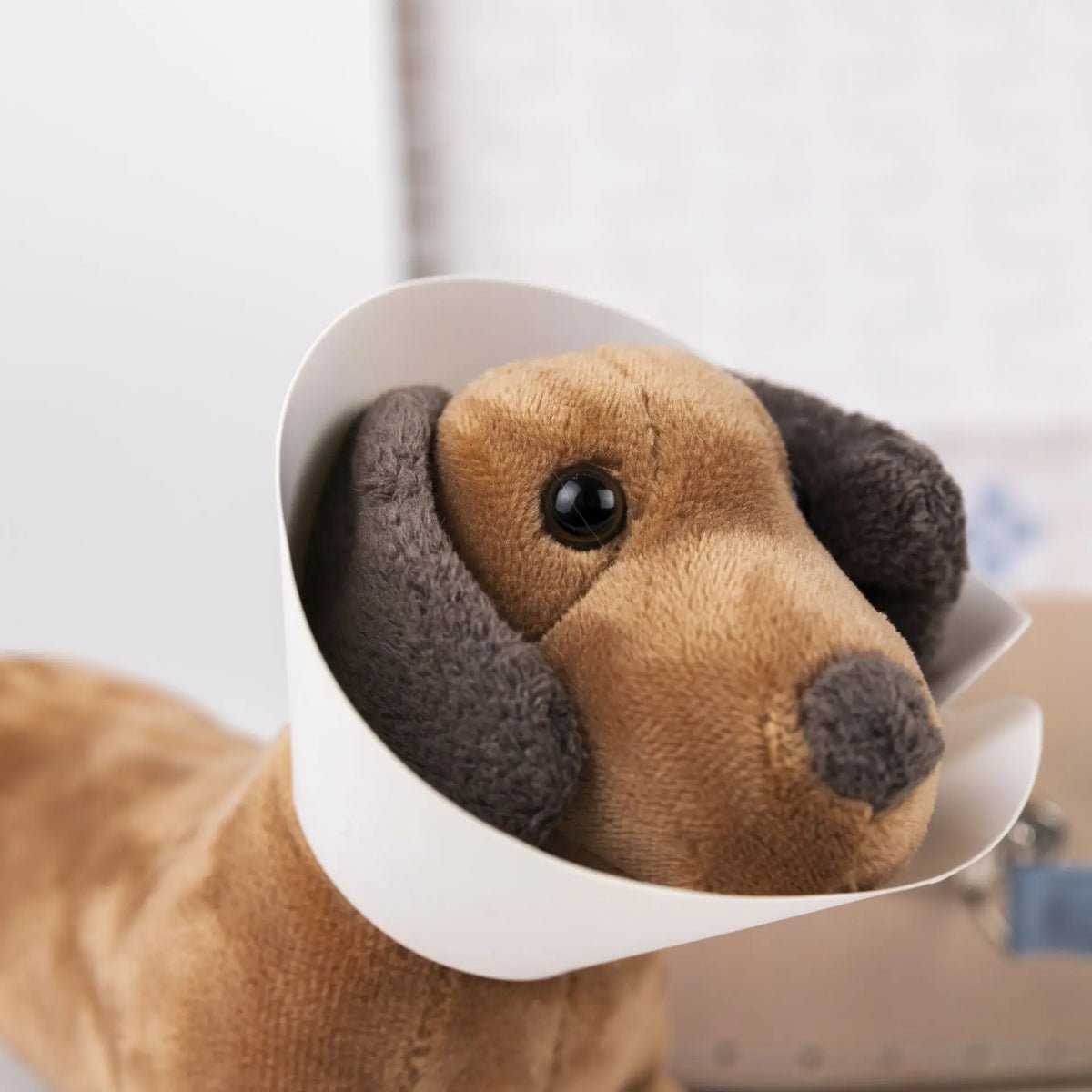 Edward the dog veterinary case